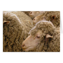 Merino sheep greeting card