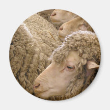 Merino sheep fridge magnet