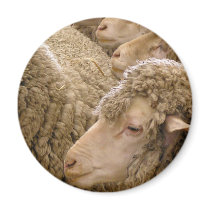 Merino sheep fridge magnet