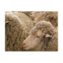 Merino sheep postcards