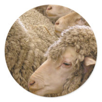 Merino sheep round stickers