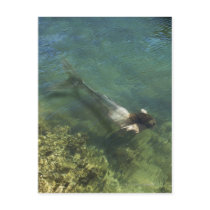 Mermaid swimming underwater postcard
