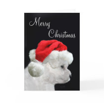 Merry Christmas Bichon Frise Cards