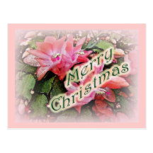 Merry Christmas Christmas Cactus Flowers Post Card