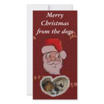 Merry Christmas from the dogs