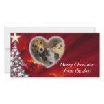 Merry Christmas from the dogs photo cards