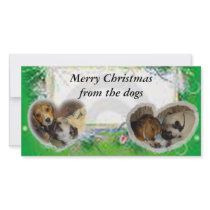 Merry Christmas from the dogs