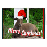 MERRY CHRISTMAS GOAT GREETINGS cards