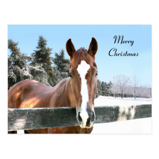 Xmas Horses Postcards | Zazzle.co.uk