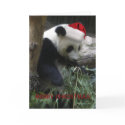 Merry Christmas Panda Happy New Year! cards