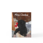 Merry Christmas - Shenandoah Bright