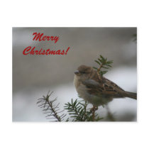 Merry Christmas Sparrow! with Scripture Postcards
