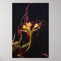Mesquite Blossom posters