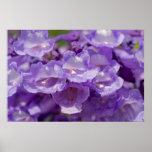 Mesquite Flower posters