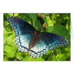 Metallic blue butterfly cards