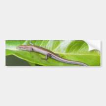 Metallic Cool Skink Niveoscincus Metallicus Bumper Sticker