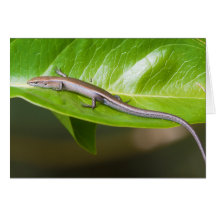 Metallic Cool Skink Niveoscincus Metallicus Cards