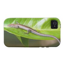Metallic Cool Skink Niveoscincus Metallicus Vibe iPhone 4 Case