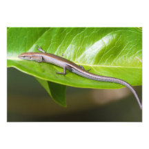 Metallic Cool Skink Niveoscincus Metallicus Personalized Invitations