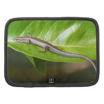 Metallic Cool Skink Niveoscincus Metallicus Folio Planner