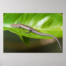 Metallic Cool Skink Niveoscincus Metallicus Poster