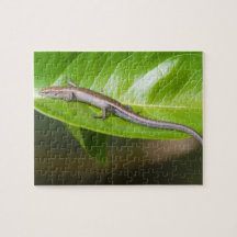Metallic Cool Skink Niveoscincus Metallicus Puzzles