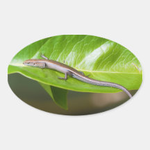 Metallic Cool Skink Niveoscincus Metallicus Oval Stickers