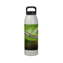 Metallic Cool Skink Niveoscincus Metallicus Water Bottles