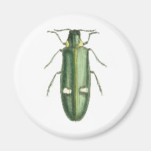 Metallic Wood-Boring Beetle Magnet
