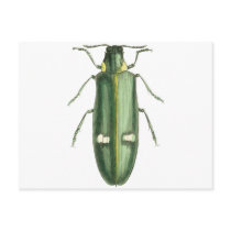Metallic Wood-Boring Beetle Post Card