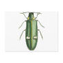 Metallic Wood-Boring Beetle Post Card