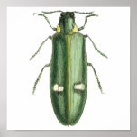 Metallic Wood-Boring Beetle Posters
