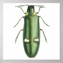 Metallic Wood-Boring Beetle Posters