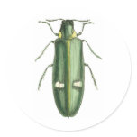 Metallic Wood-Boring Beetle Round Stickers