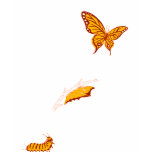 Metamorphosis t-shirts