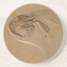 Metapenaeus Monoceros Beverage Coasters