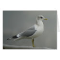 Mew Gull Card