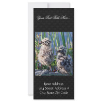 Mew Gull Chicks Custom Rack Card
