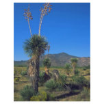 Mexican And South American Desert flyers