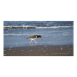 Mexican Bird with Red Beak San Blas photo cards