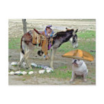 Mexican Bulldog Postcards