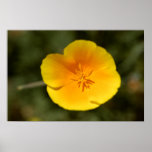 Mexican Goldpoppy Wildflower Print