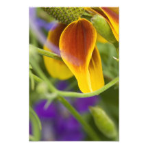 Mexican Hat Up Close Photo Print