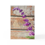Mexican Sage Fluorishes Against Warm Brick cards