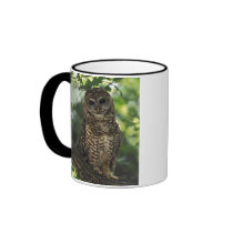 Mexican Spotted Owl On Perch In Gambel Oak Coffee Mugs