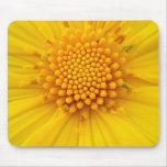 Mexican Sunflower Close-up Mouse Mat