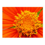 Mexican Sunflower Post Card