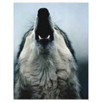 Mexican wolf, endangered species, Sonoran Desert, Flyer