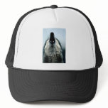 Mexican wolf, endangered species, Sonoran Desert, Trucker Hat