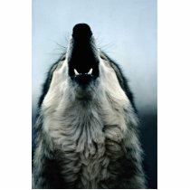 Mexican wolf, endangered species, Sonoran Desert, Photo Cutouts
